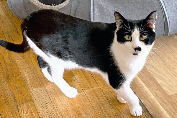 Sean (bonded w/ Connor)