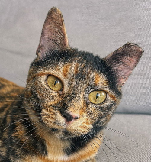 picture of the cat needing adoption