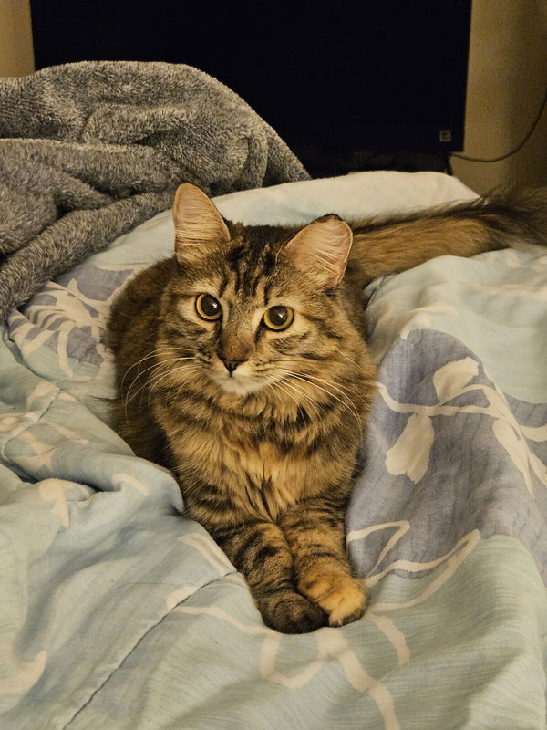 Roe (bonded w/ Creamsicle)