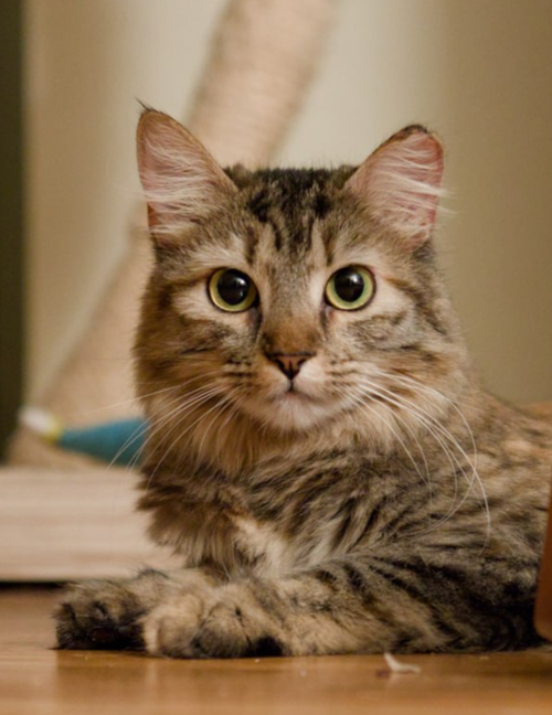 Roe (bonded w/ Creamsicle), an adoptable Tabby in San Jose, CA