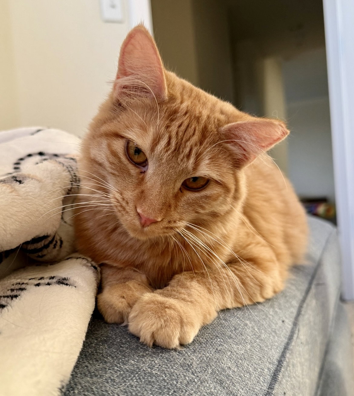 Creamsicle (bonded w/ Roe)