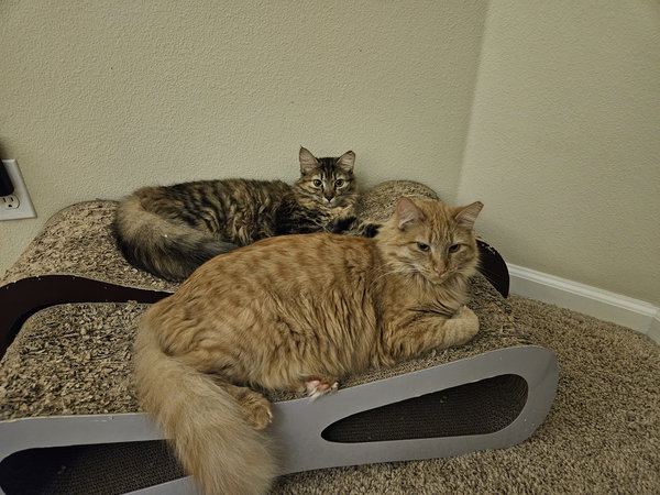 Creamsicle (bonded w/ Roe)