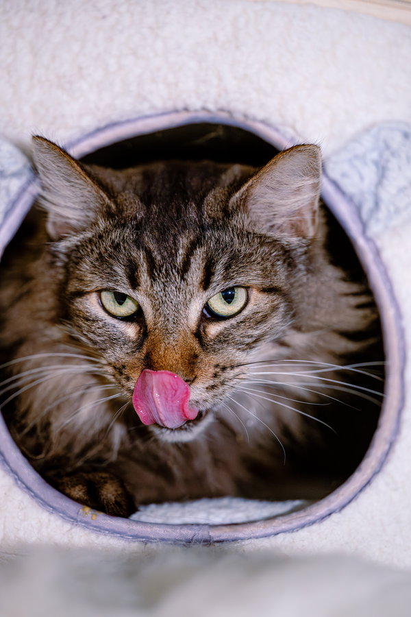 Belinda (bonded w/ Target)