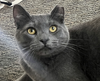 adoptable Cat in San Jose, CA named Mindy (bonded with Miles)