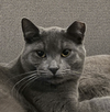 adoptable Cat in San Jose, CA named Miles (bonded with Mindy)