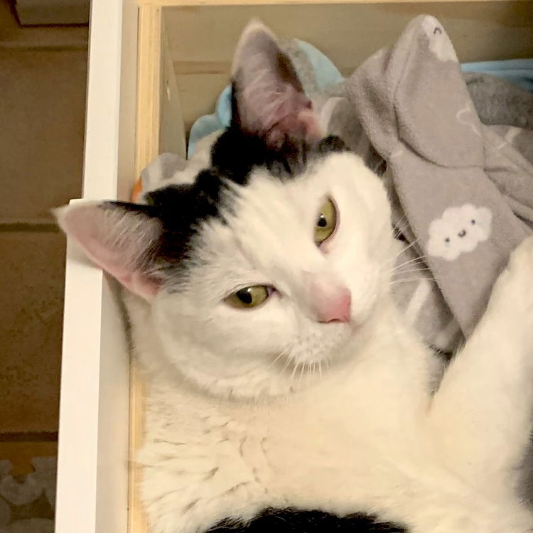 adoptable Cat in San Jose, CA named Kyle (Courtesy Post)