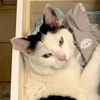 adoptable Cat in San Jose, CA named Kyle (Courtesy Post)