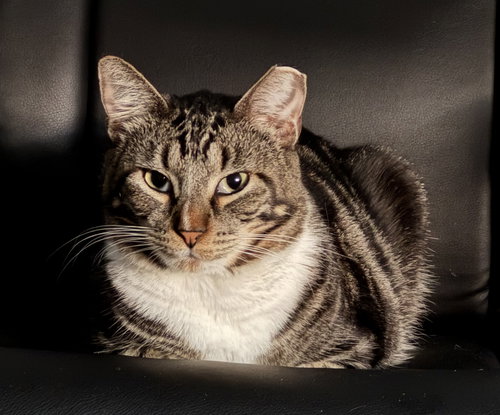 picture of the cat needing adoption