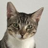 adoptable Cat in  named Dante and Lulu - Bonded Pair (Courtesy Post)