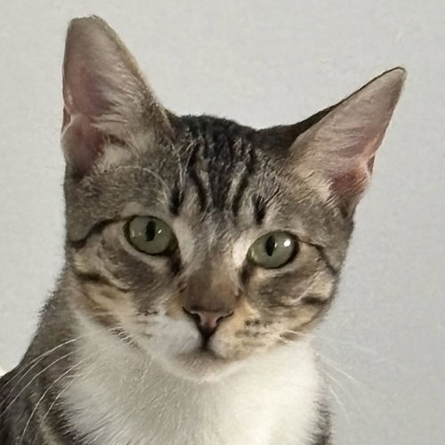 picture of the cat needing adoption