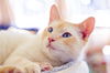 adoptable Cat in San Jose, CA named Jenkins