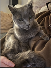 adoptable Cat in San Jose, CA named Misty