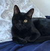 adoptable Cat in San Jose, CA named Wink