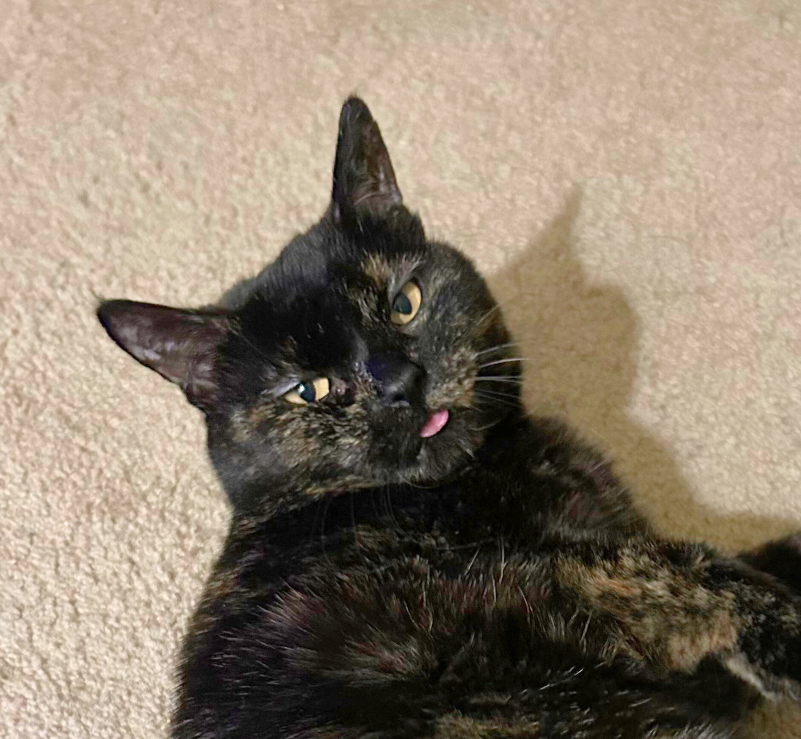 Catfish