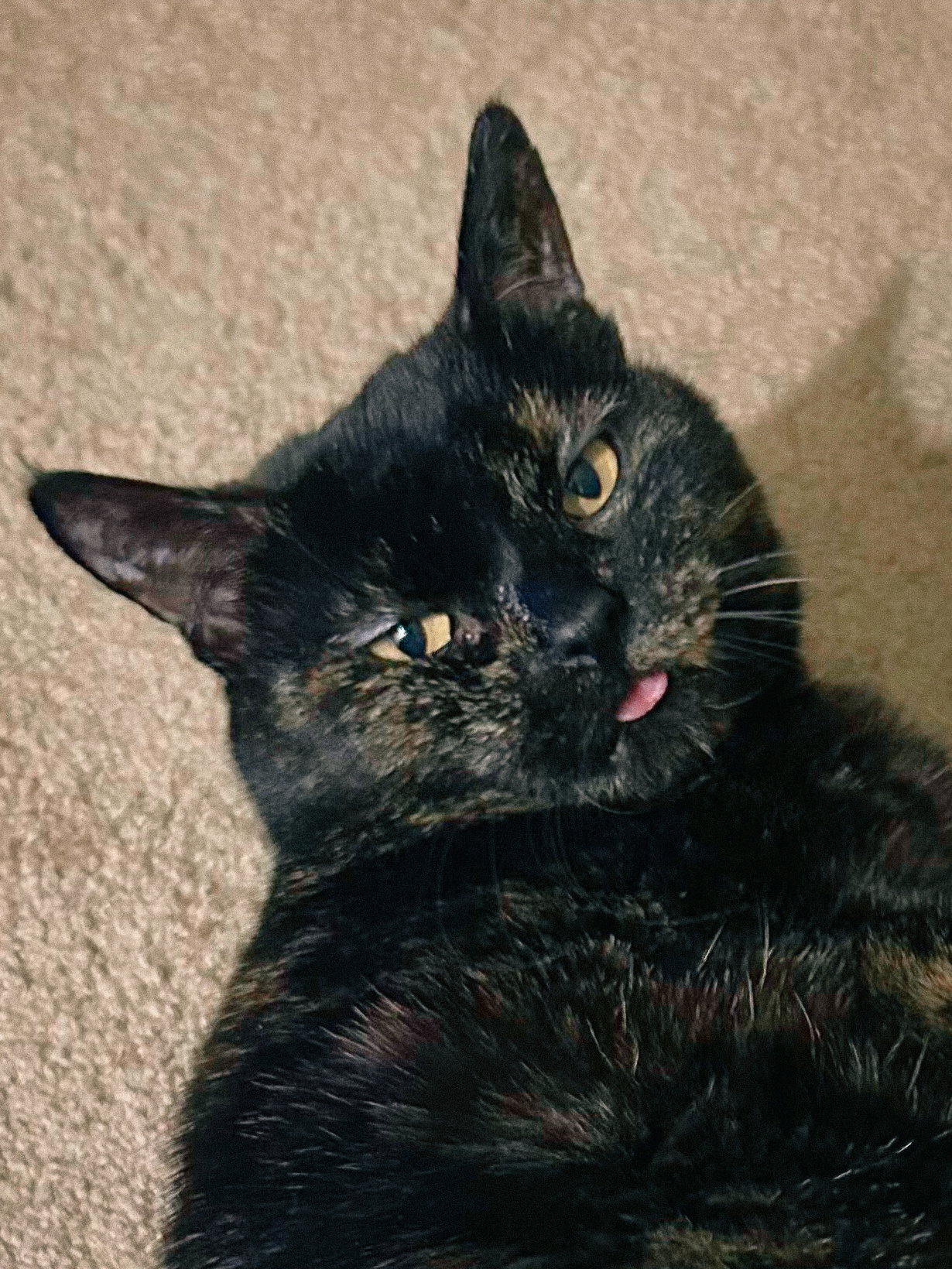 Catfish