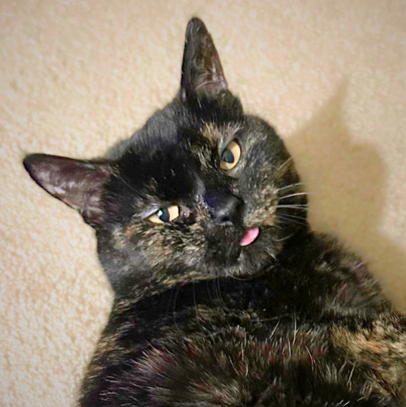 Catfish