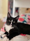 adoptable Cat in  named George (bonded w/ Gracie)