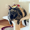 adoptable Cat in  named Bumblebee