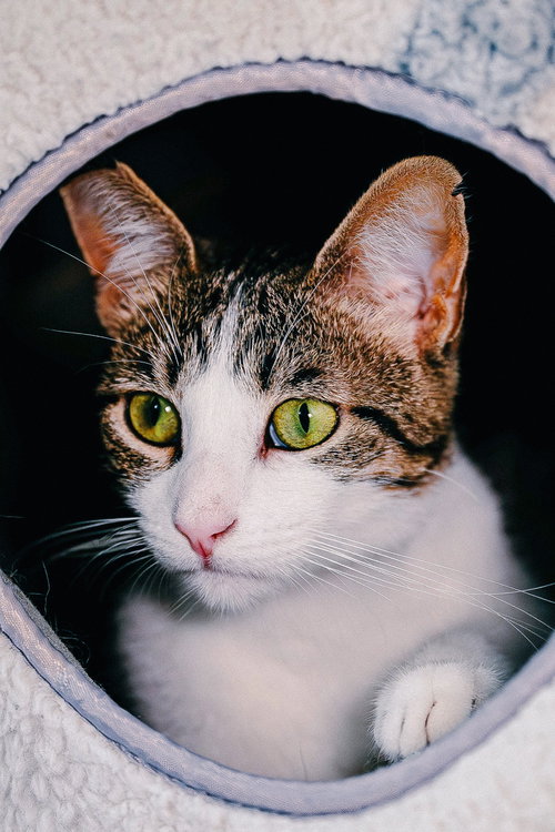 picture of the cat needing adoption