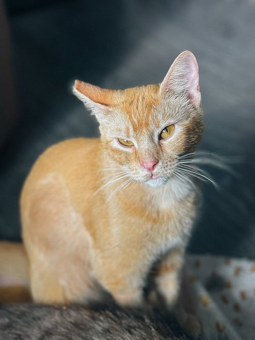 Mandolin, Adult Domestic Short Hair / Mixed (short coat), cat for adoption in Oakley, California