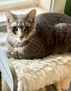 adoptable Cat in  named Satya