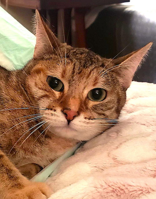 Taboo (Courtesy Post), Adult Domestic Short Hair / Mixed (short coat), cat for adoption in Oakley, California