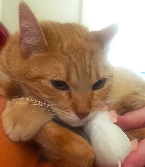 CC (Courtesy Post), Adult Domestic Short Hair / Mixed (short coat), cat for adoption in Oakley, California