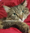 adoptable Cat in  named Bradley (Courtesy Post)