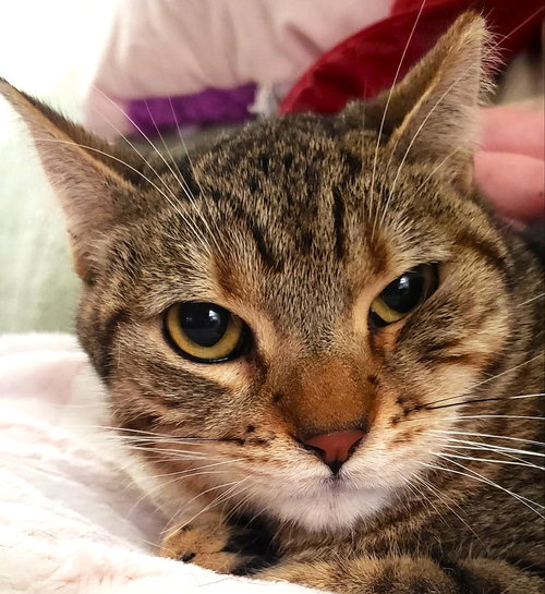 Tattoo (Courtesy Post), Adult Domestic Short Hair / Mixed (short coat), cat for adoption in Oakley, California