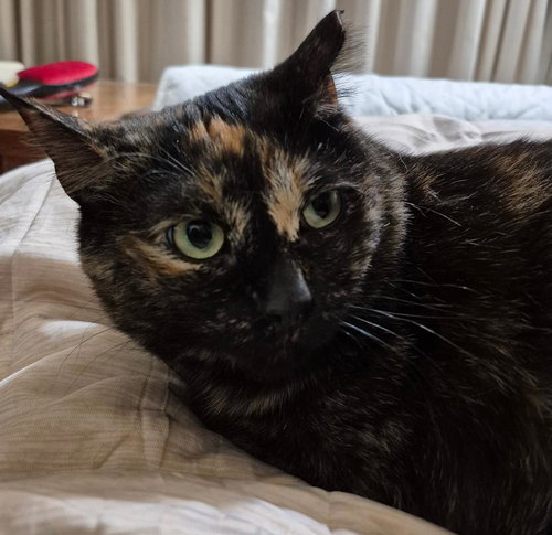 Mimosa (Courtesy Post), Adult Domestic Long Hair / Mixed (short coat), cat for adoption in Oakley, California