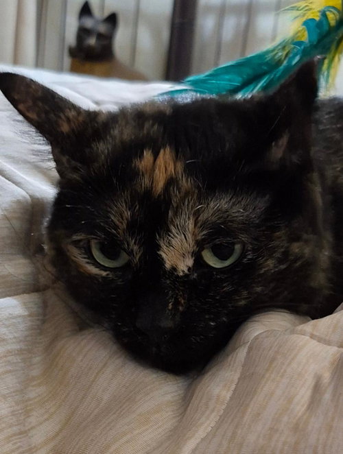 Photo 2 of Mimosa (Courtesy Post)