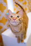 adoptable Cat in  named Dewey
