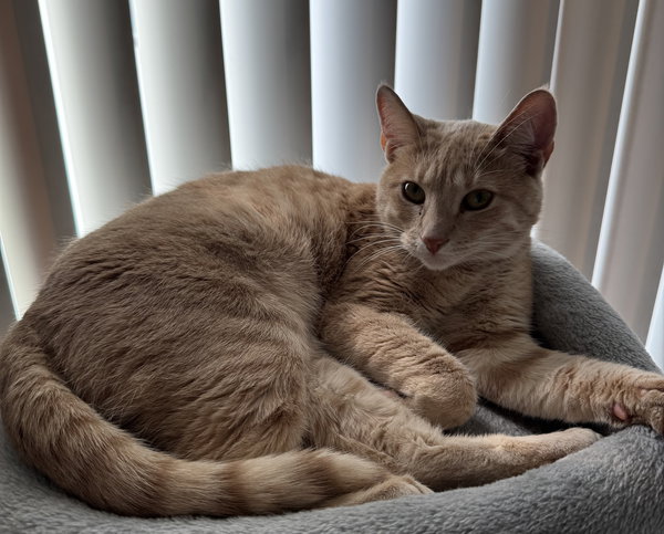Butternut