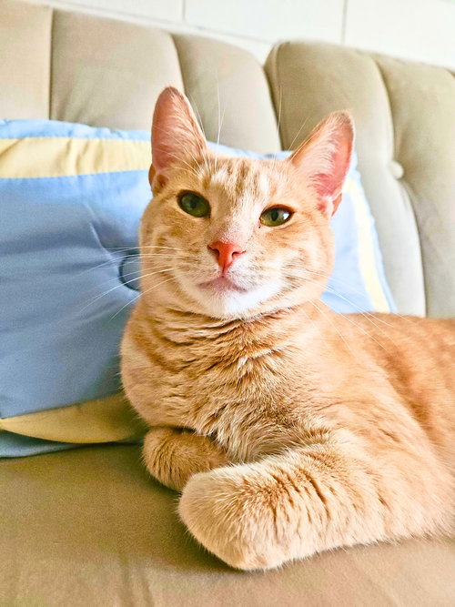 picture of the cat needing adoption