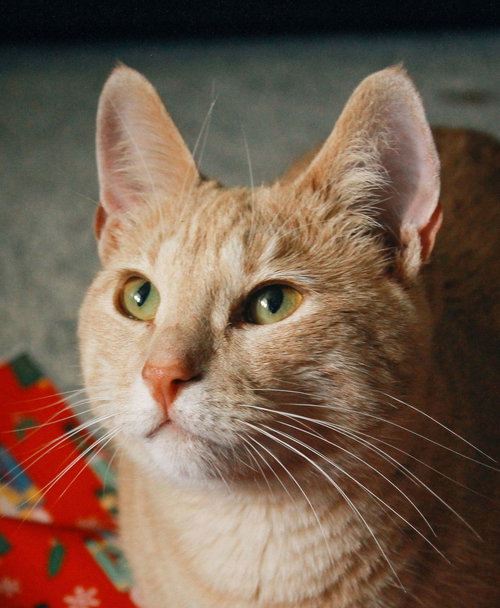 Butternut, Adult Domestic Short Hair / Mixed (short coat), cat for adoption in Oakley, California