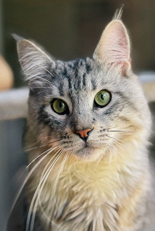 picture of the cat needing adoption