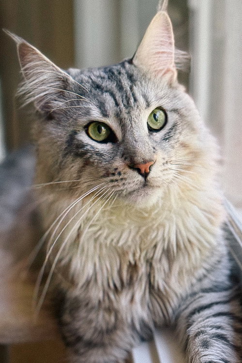 Viggo, an adoptable Maine Coon in San Jose, CA