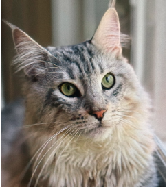 Viggo