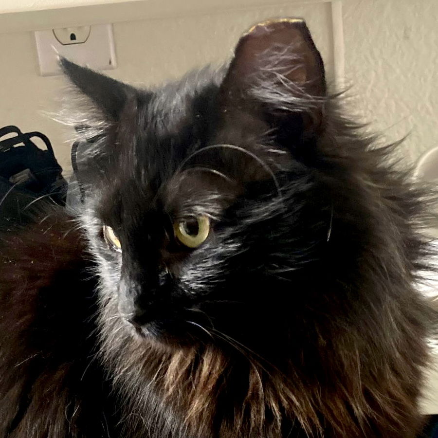 adoptable Cat in San Jose, CA named Kat (Courtesy Post)