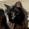 adoptable Cat in  named Kat (Courtesy Post)