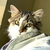 adoptable Cat in  named Waldo (Courtesy Post)
