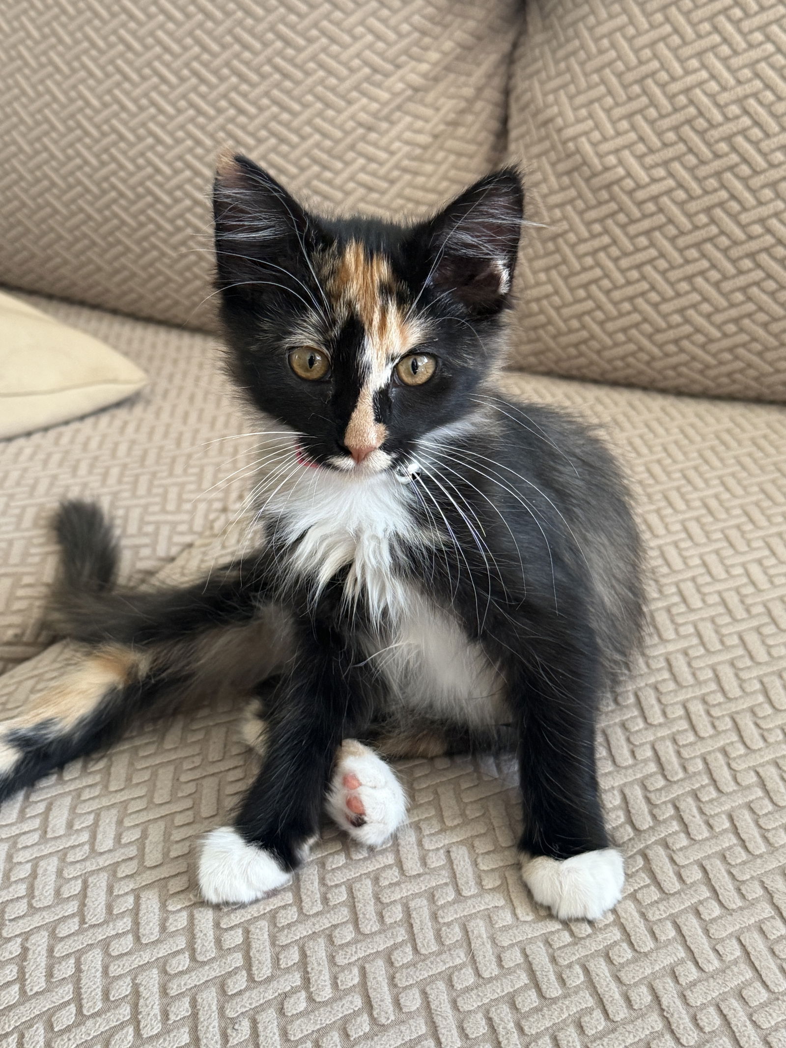 adoptable Cat in San Jose, CA named Skitty Kitty