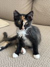 adoptable Cat in  named Skitty Kitty