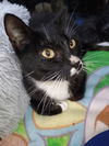 adoptable Cat in  named Abby