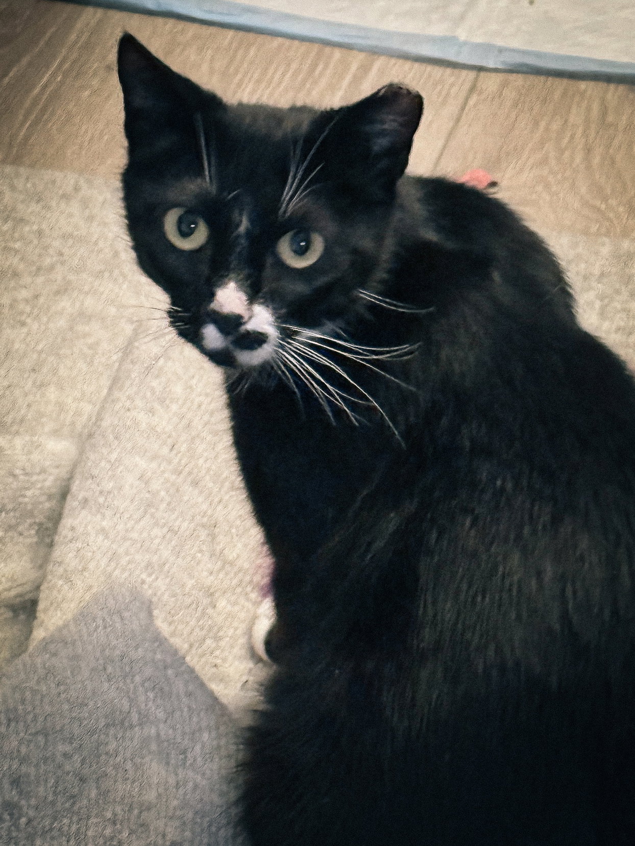 Abby, photo 3