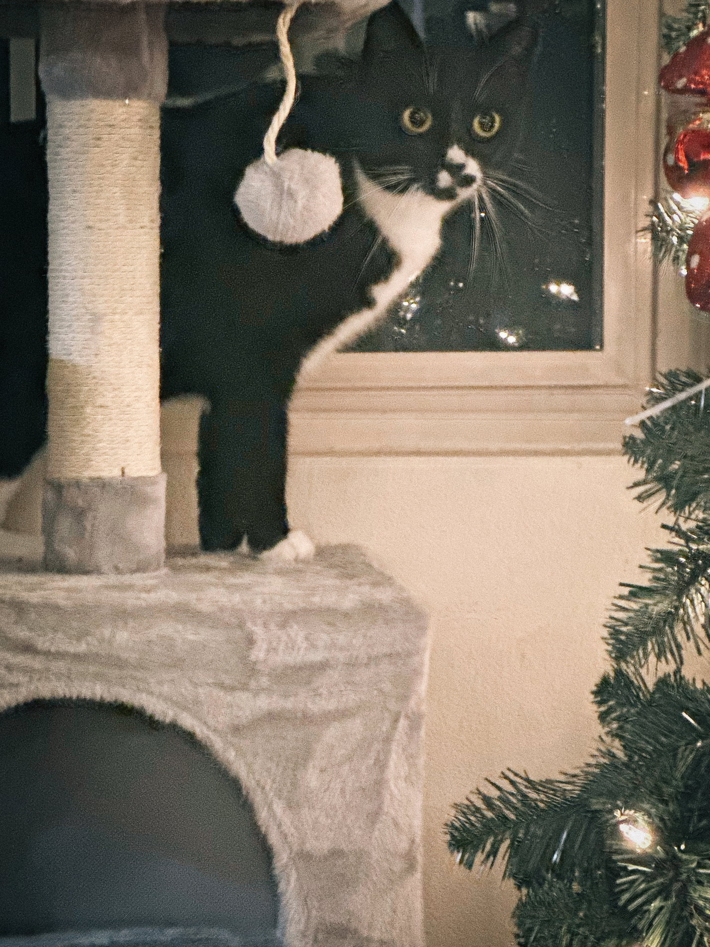 Abby, photo 5