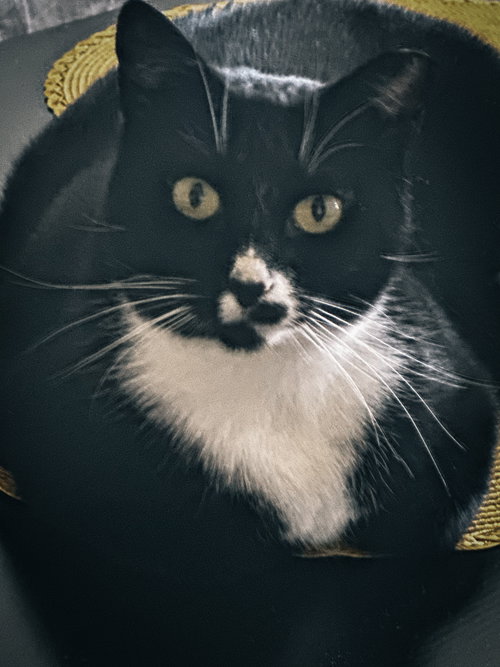 Abby