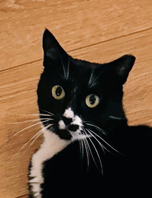 Abby, an adoptable Tuxedo in San Jose, CA