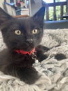 adoptable Cat in  named Balki (bonded w/Belvedere)