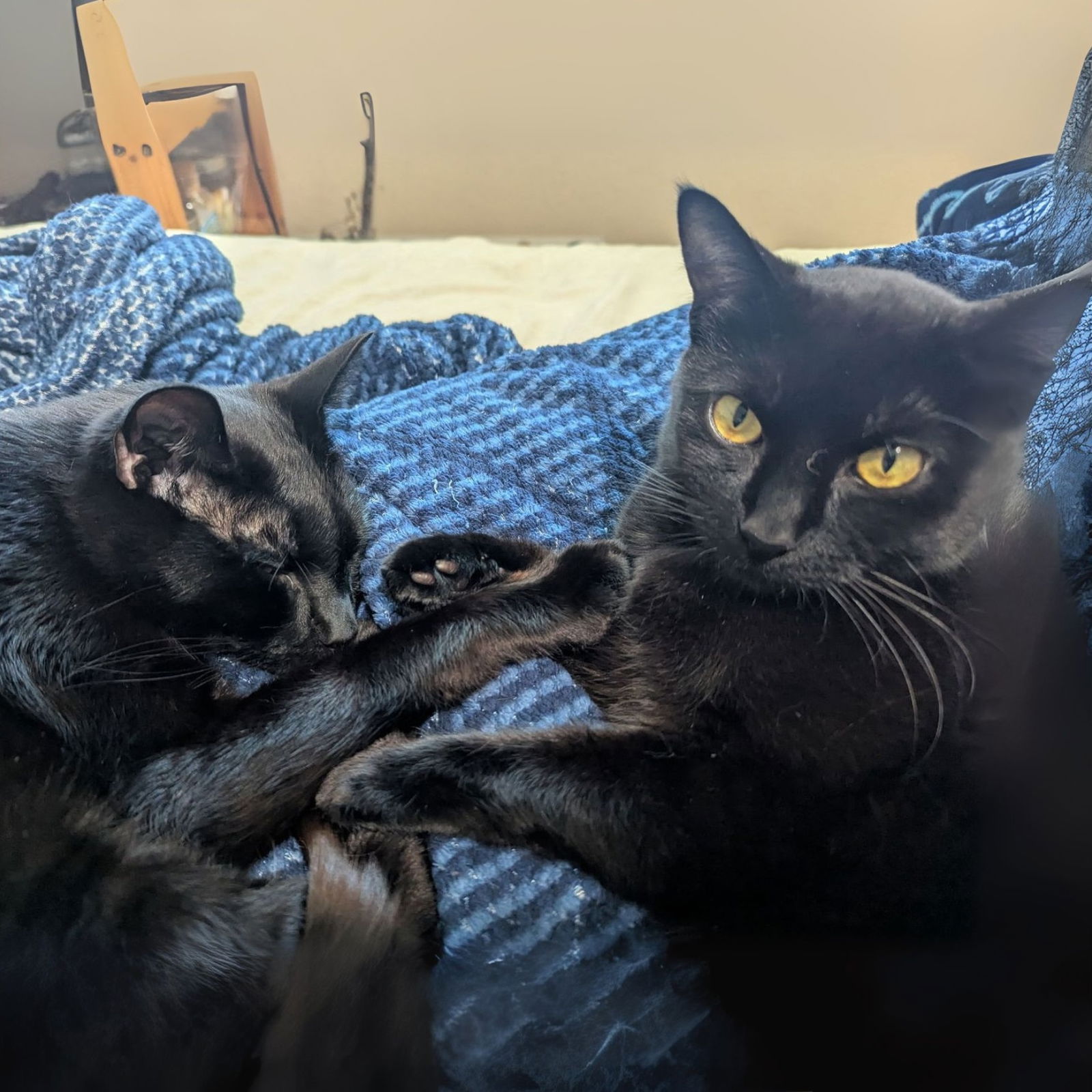 adoptable Cat in San Jose, CA named Llewellyn and Emi - Bonded Pair (Courtesy Post)